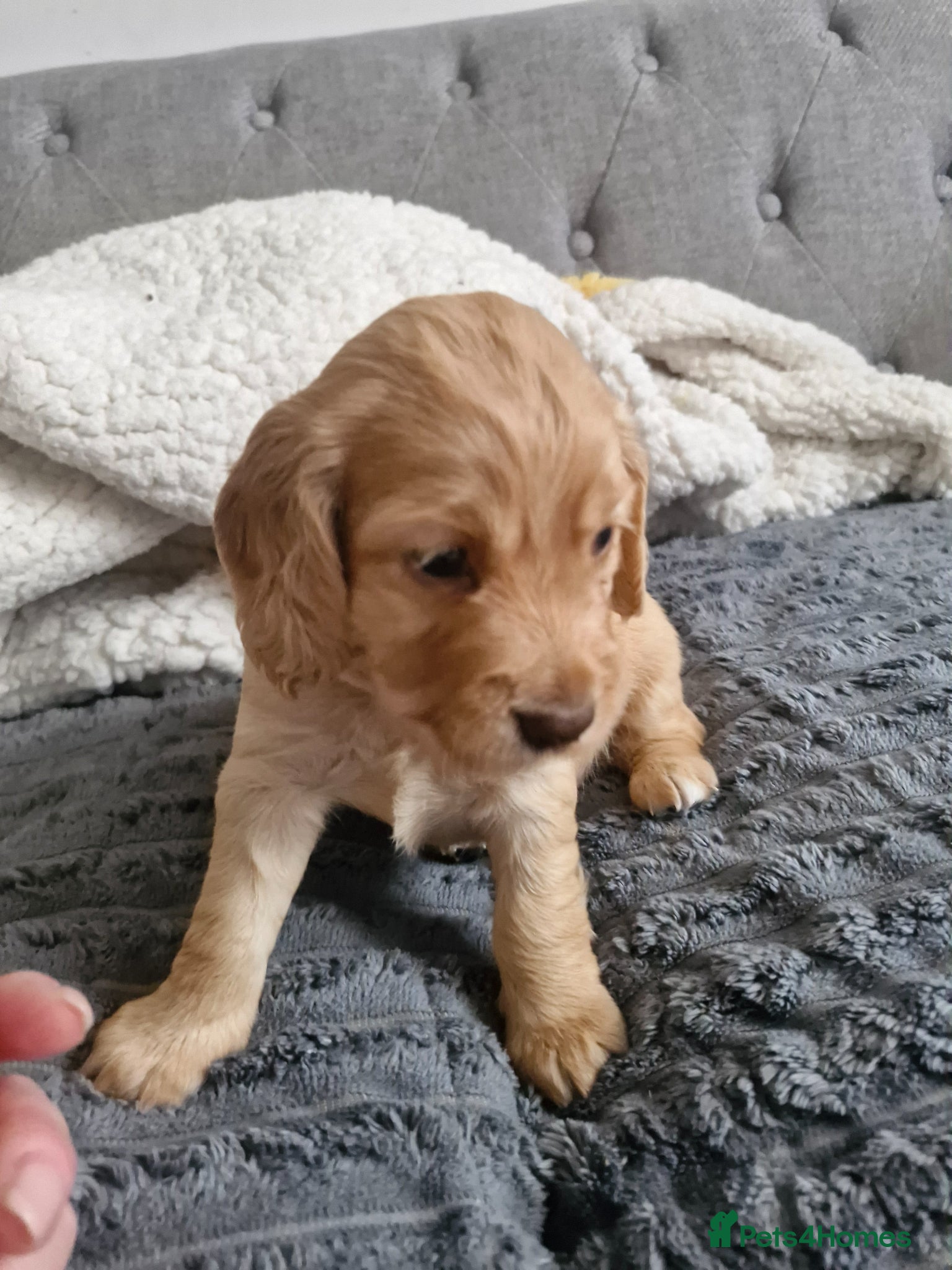 Cocker Spaniel dogs Gold female is available.KC Working Cocker Spaniel - Advert 2