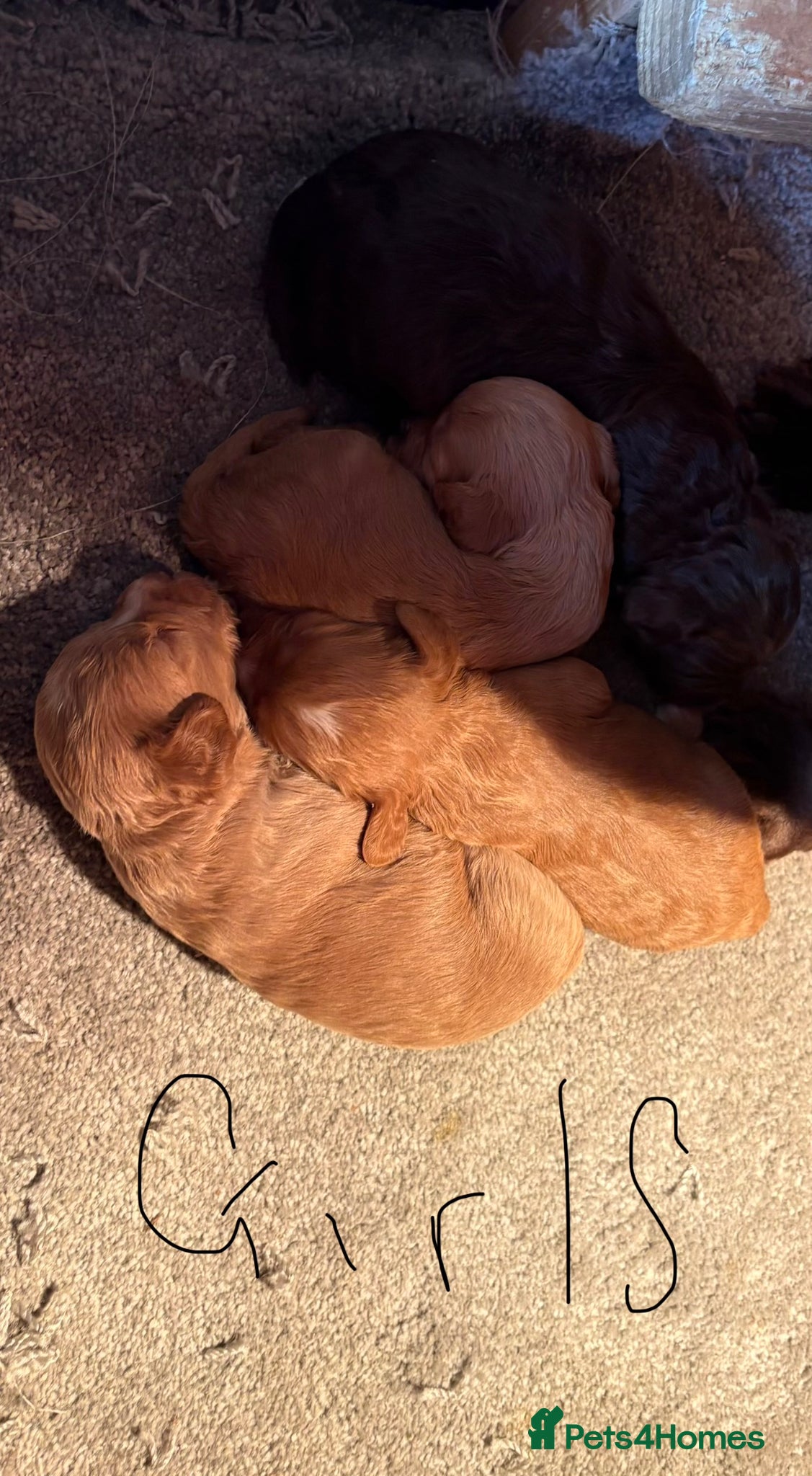 Cockapoo dogs Beautiful health tested cockapoo puppies - Advert 2