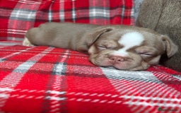 French Bulldog dogs for sale: QUALITY FRENCH BULLDOG PUPPIES - Advert 7