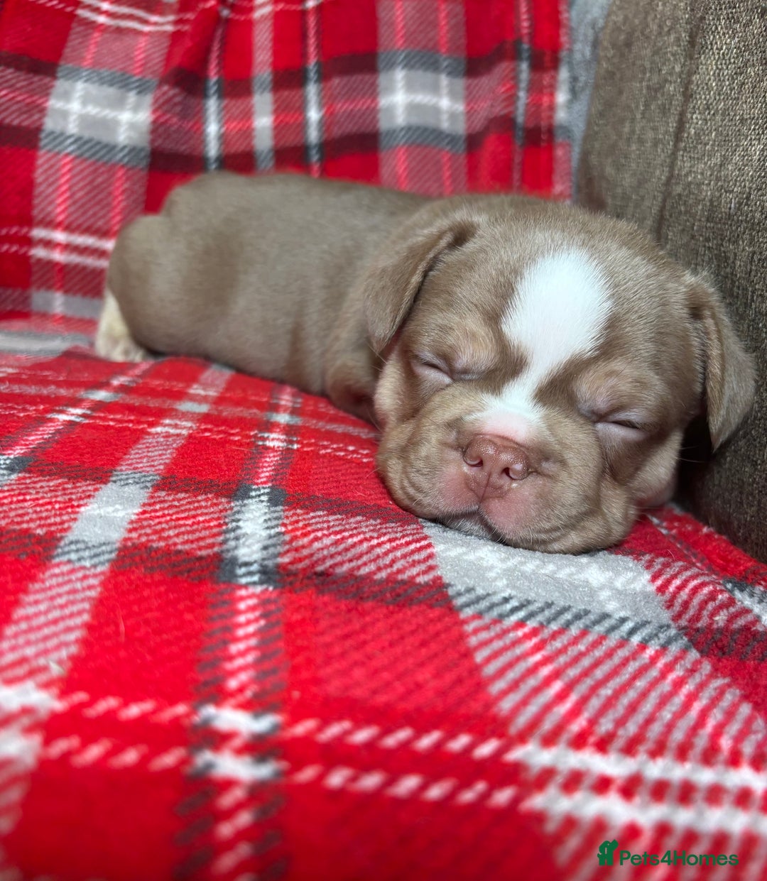 French Bulldog dogs for sale: QUALITY FRENCH BULLDOG PUPPIES - Advert 7