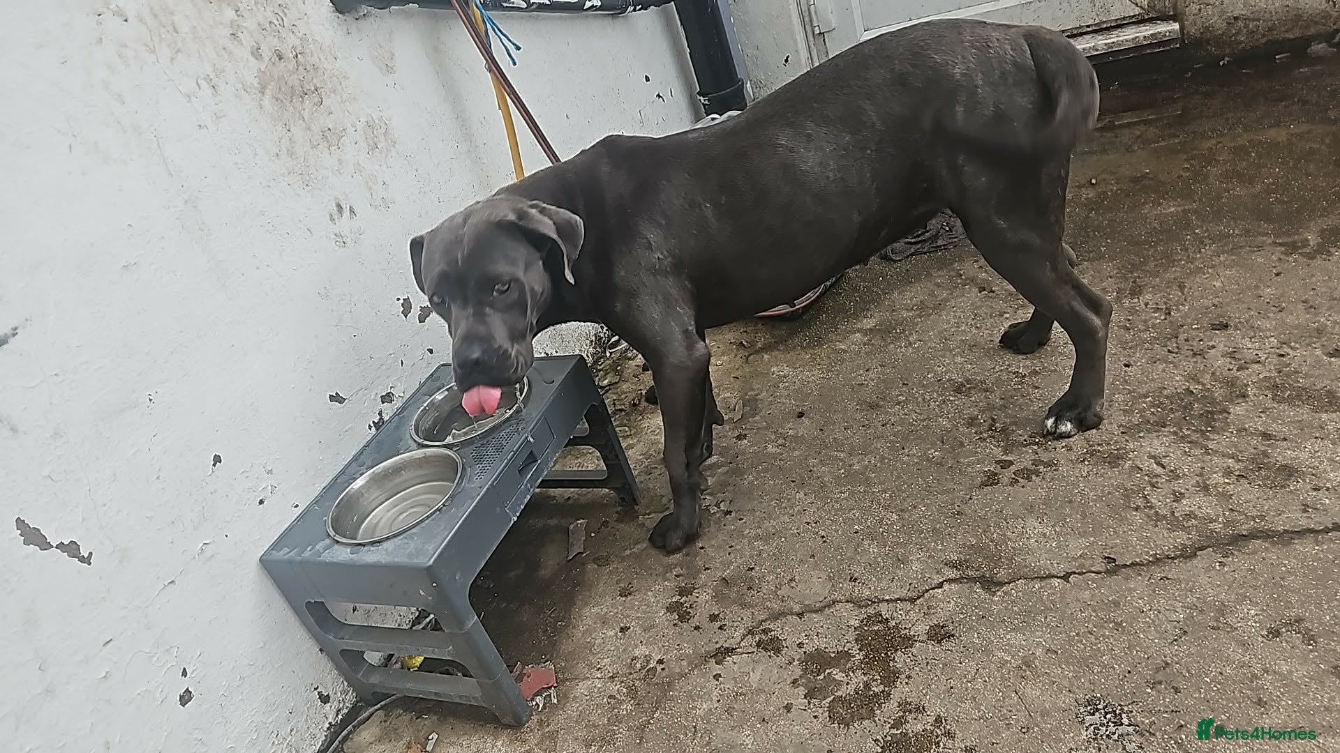 Cane Corso dogs 15 month old cane corso - Advert 1