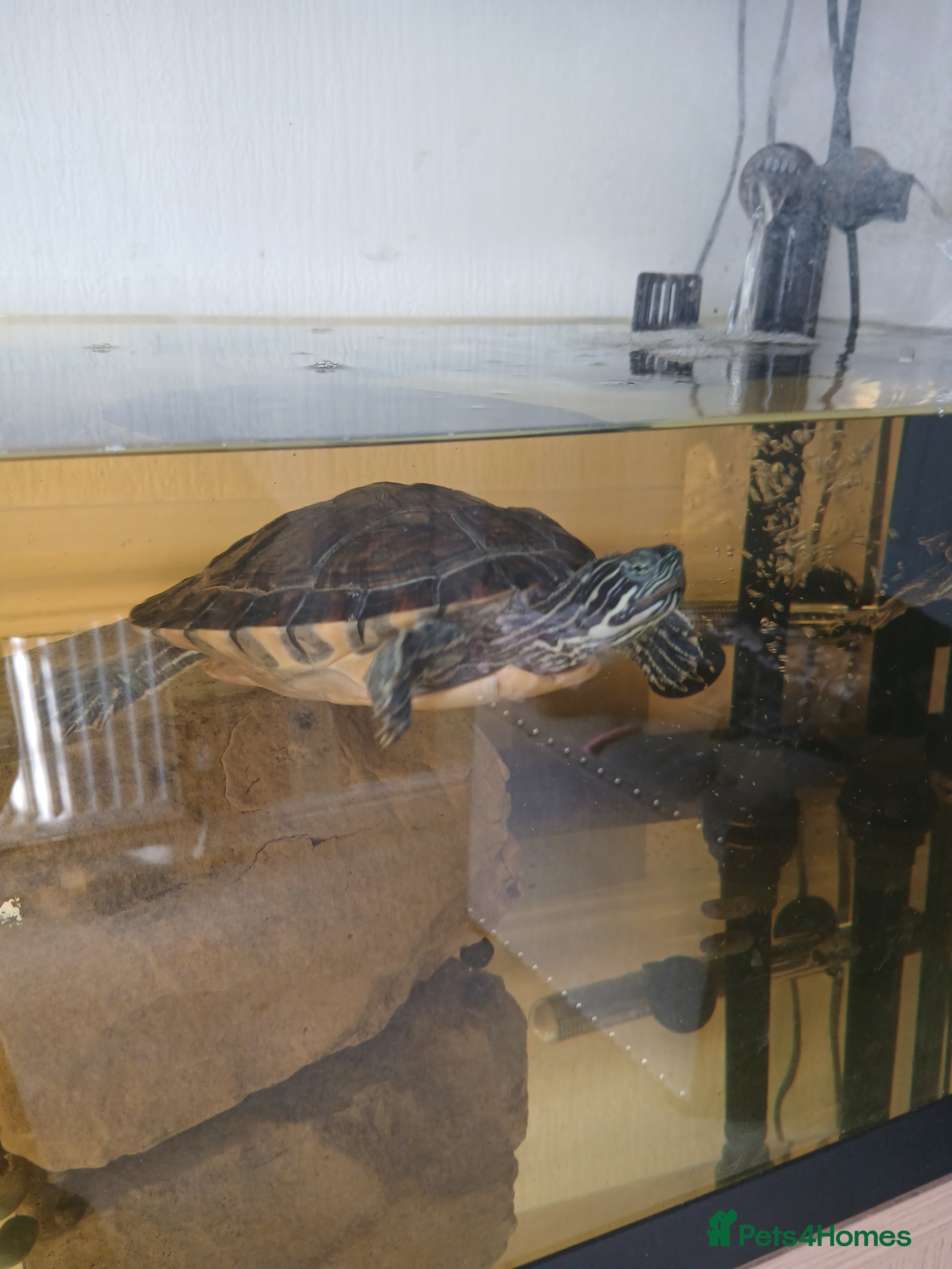 Turtle reptiles X2 turtles - Advert 1