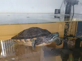 Turtle reptiles X2 turtles - Advert 1