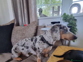 Dachshund dogs in Brierley Hill - Advert 14