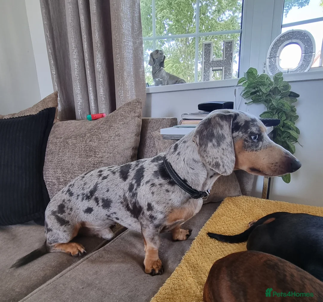 Dachshund dogs for stud: Kc Miniature smooth dacshund stud in Brierley Hill - Advert 2