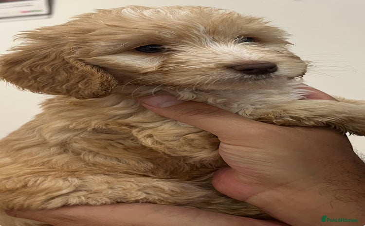 Cockapoo dogs - Advert 3
