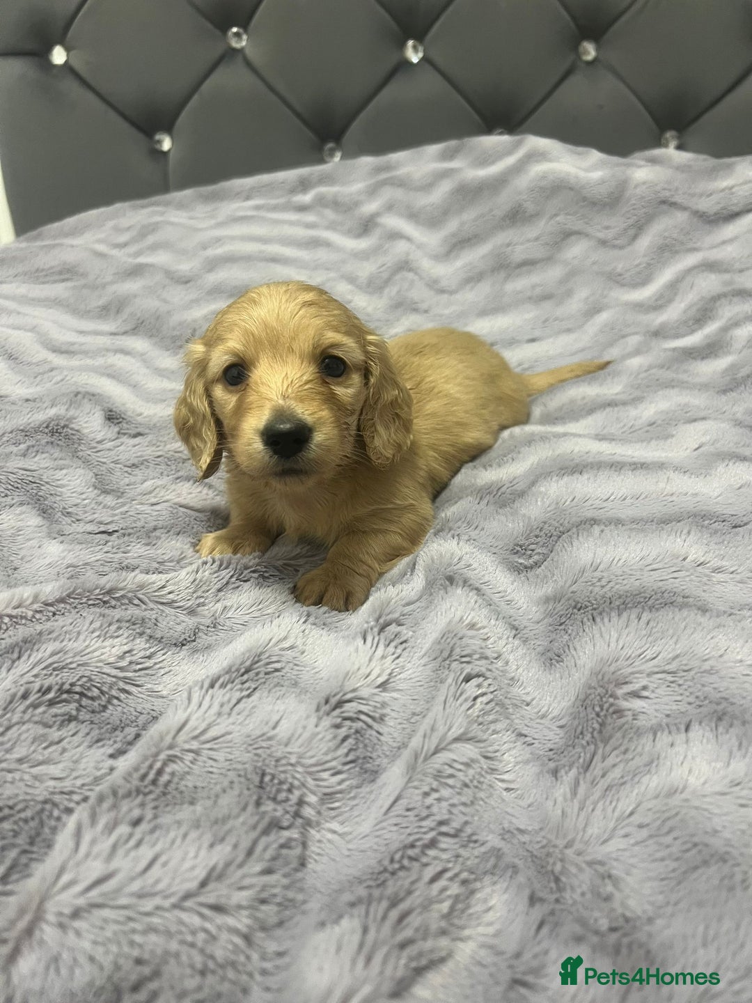 Miniature Dachshund dogs for sale: Cream Longhaired miniature dachshunds  - Advert 4