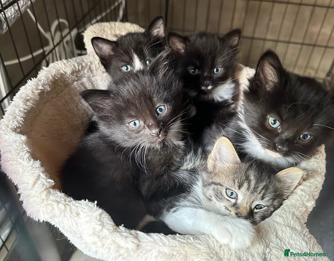 Mixed Breed cats for sale: 4 adorable Toxedo kittens! - Advert 2