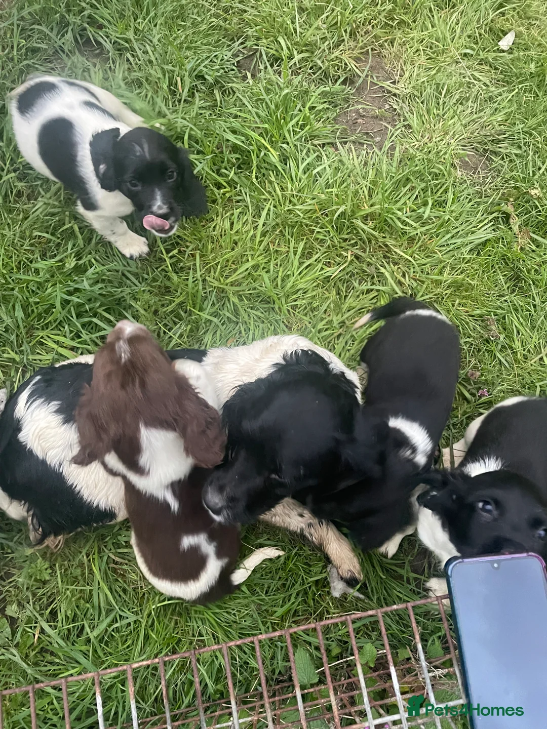 English Springer Spaniel dogs for sale: English springer spaniel puppies  - Advert 11