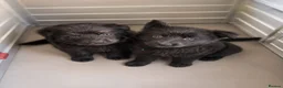 German Shepherd dogs for sale: German shepherd puppies  - Advert 17