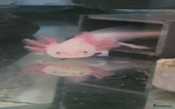 Axolotl reptiles for sale: 2 Axolotl  - Image 9
