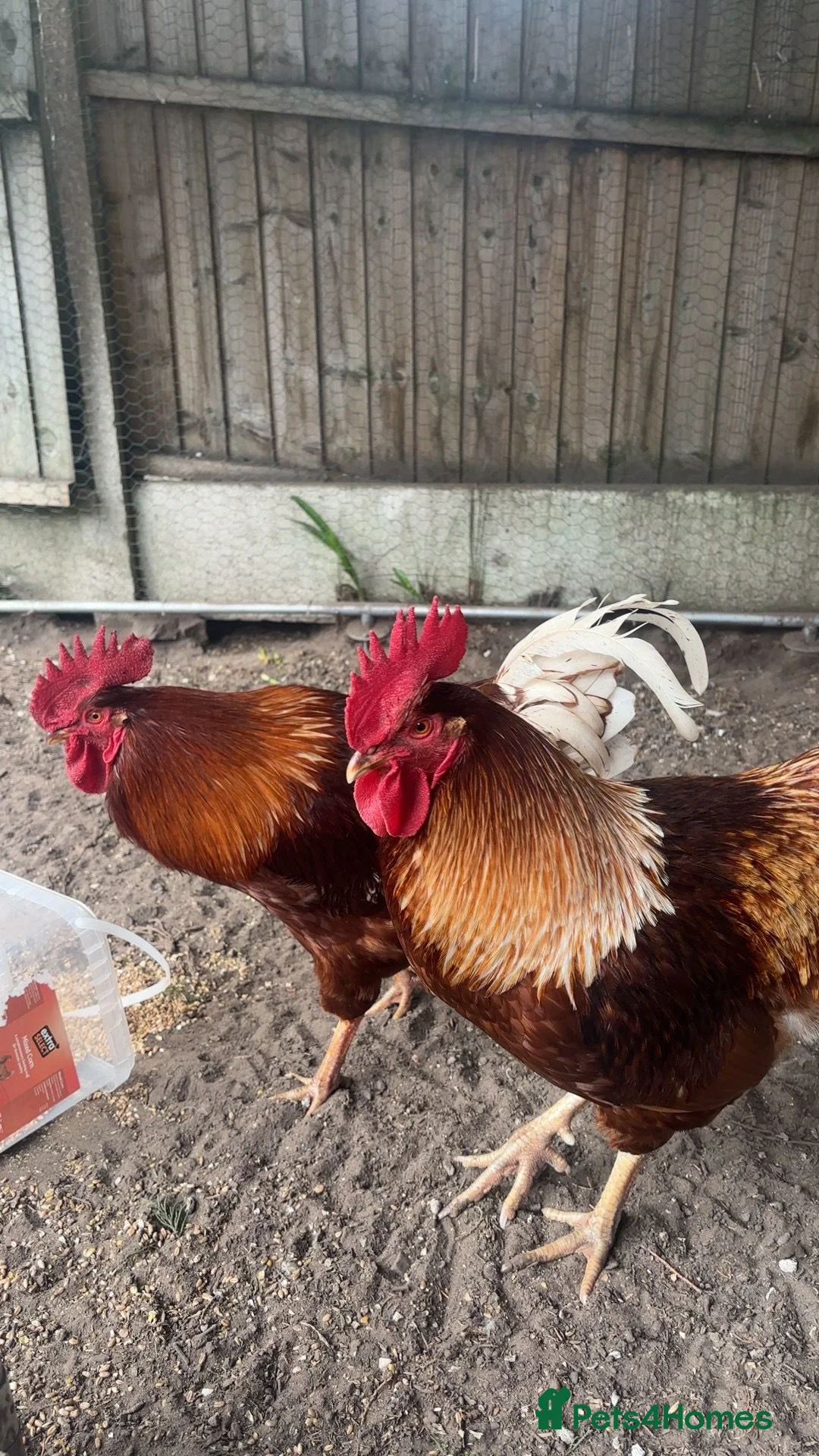 Chickens poultry for sale: 2 Male Gold Line Chickens - Advert 1