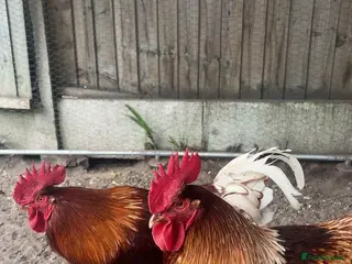 Chickens poultry 2 Male Gold Line Chickens - Advert 19