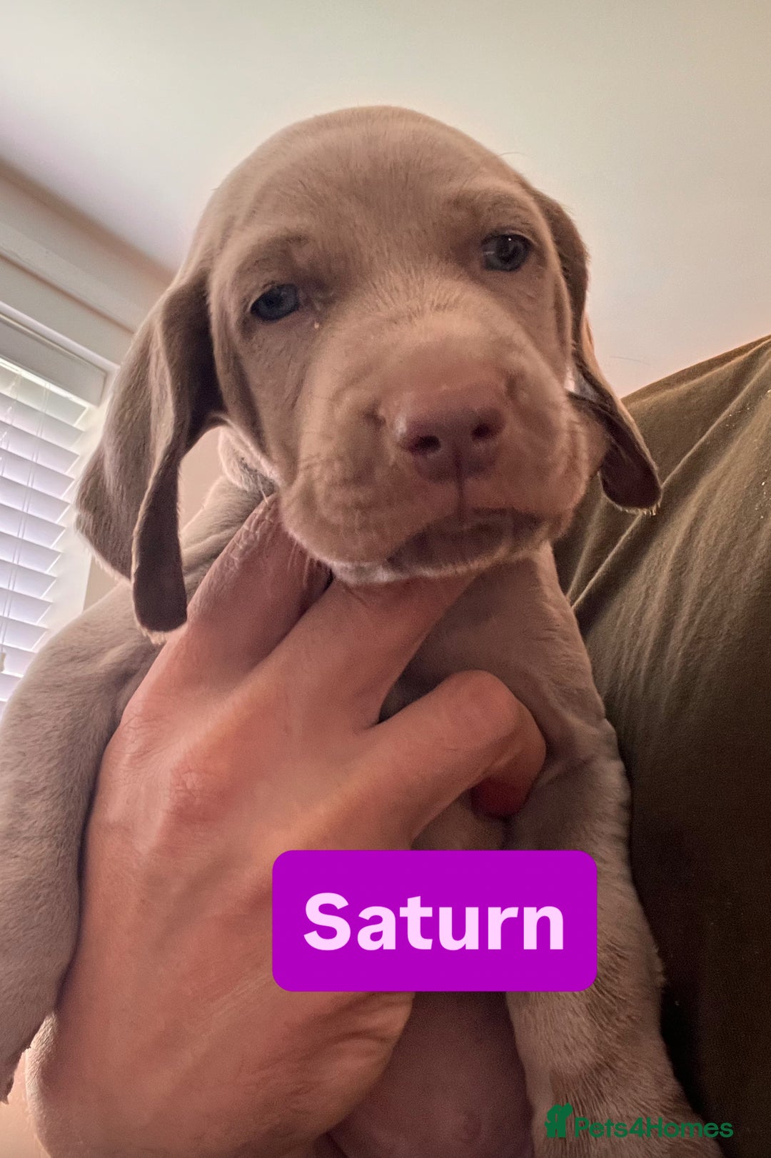 Weimaraner dogs for sale: Weimaraner litter - Image 4