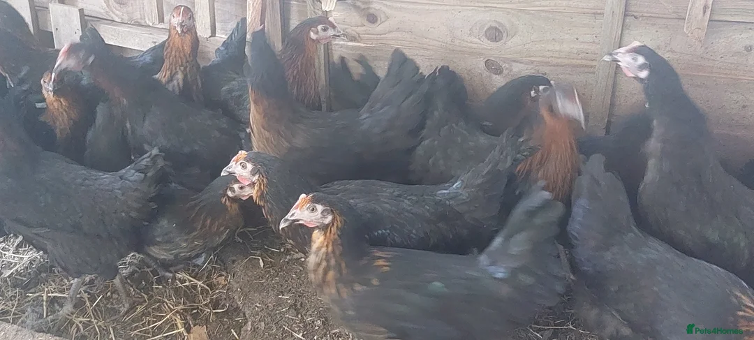 Chickens poultry for sale: POL Black Copper Marran  - Advert 4