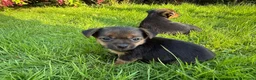 Jack Russell dogs for sale: Black and Tan Jack Russels  in Brecon - Advert 6