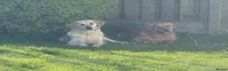 Golden Retriever dogs for sale: Chunky golden retriever puppies, kc registered in Poulton-le-Fylde - Advert 21