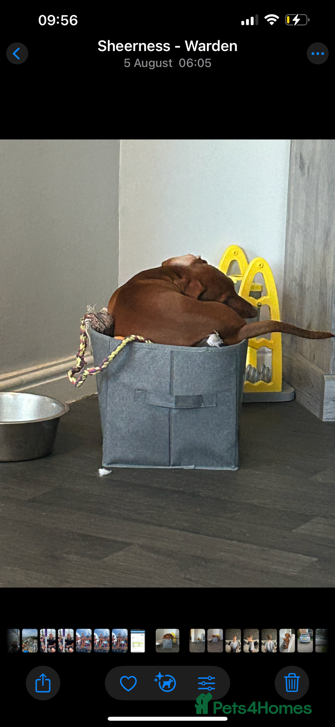 Miniature Dachshund dogs for sale: 8 month old miniature dachshund  - Image 2