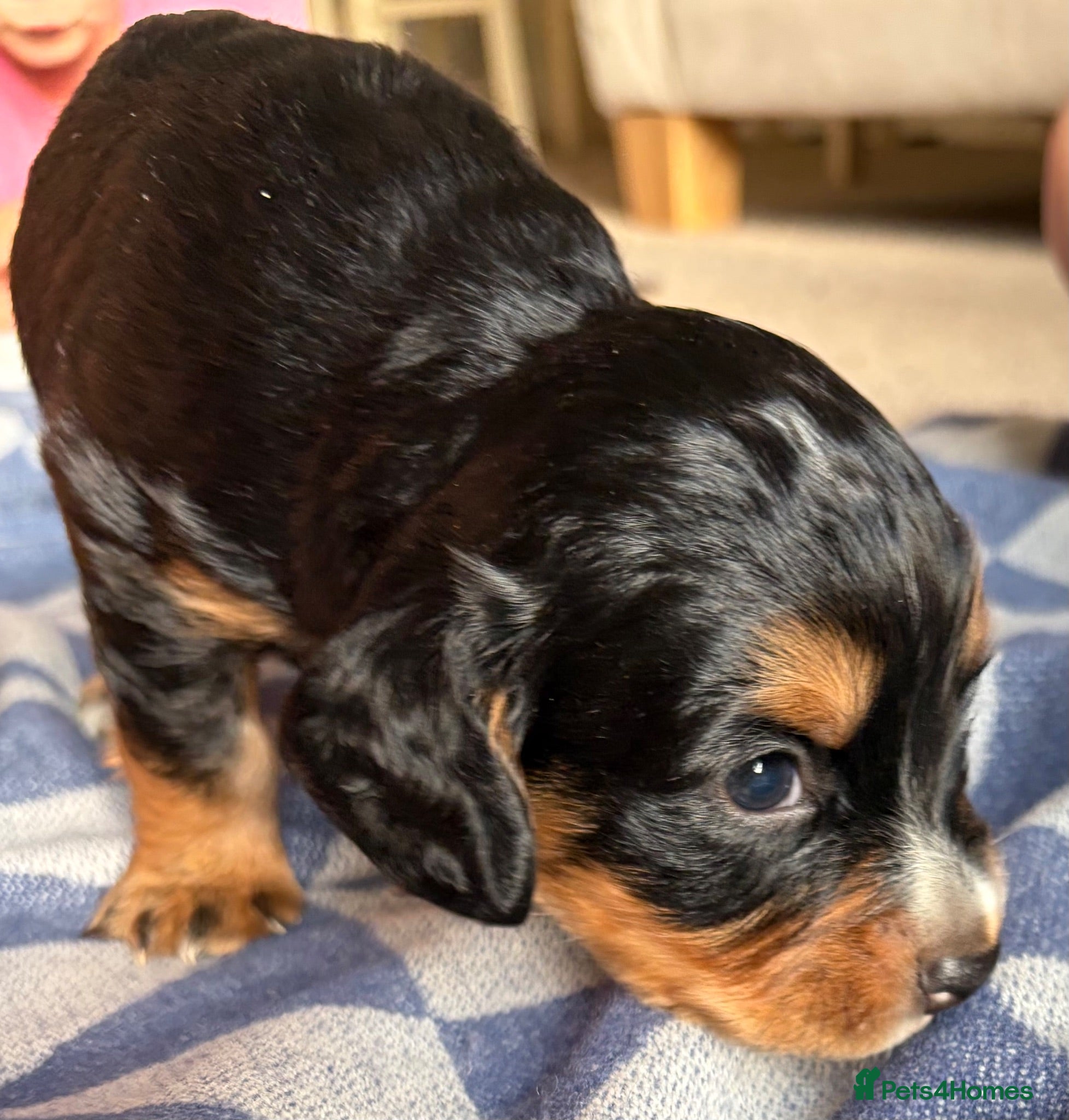 Cocker Spaniel dogs Cocker spaniel puppies  - Advert 2