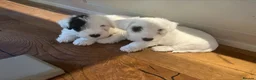 Sealyham Terrier dogs for sale: Two Male Sealyham Puppies in Andover - Advert 6