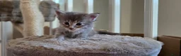 Maine Coon cats for sale: Beautiful, well handled Maincoon kittens  in Gosport - Advert 33