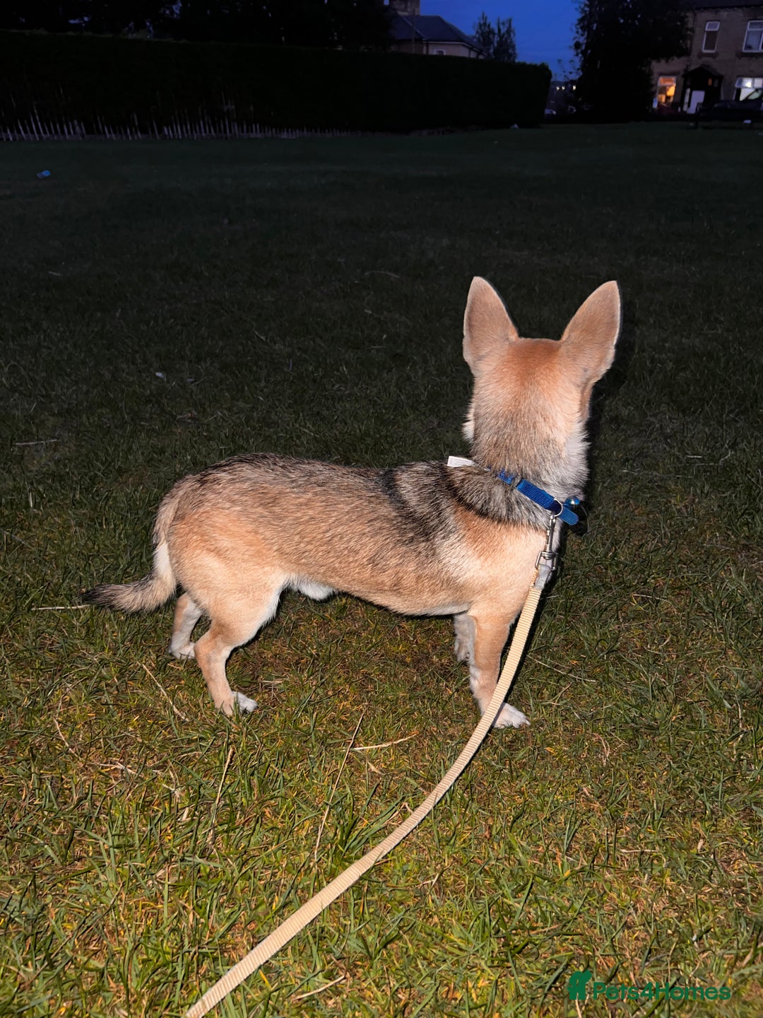 Chihuahua dogs for sale: boy 8 mont - Image 4