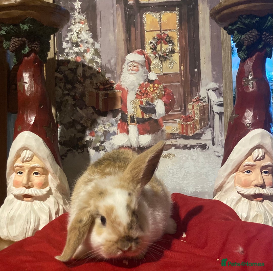Mini Lop rabbits for sale: Stunning mini lop  - Advert 7