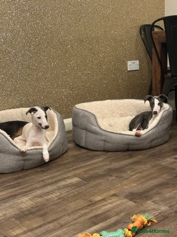 Whippet dogs - Advert 1