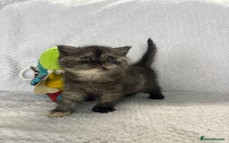 British Shorthair cats for sale: Gorgeous British shorthairs - Image 17