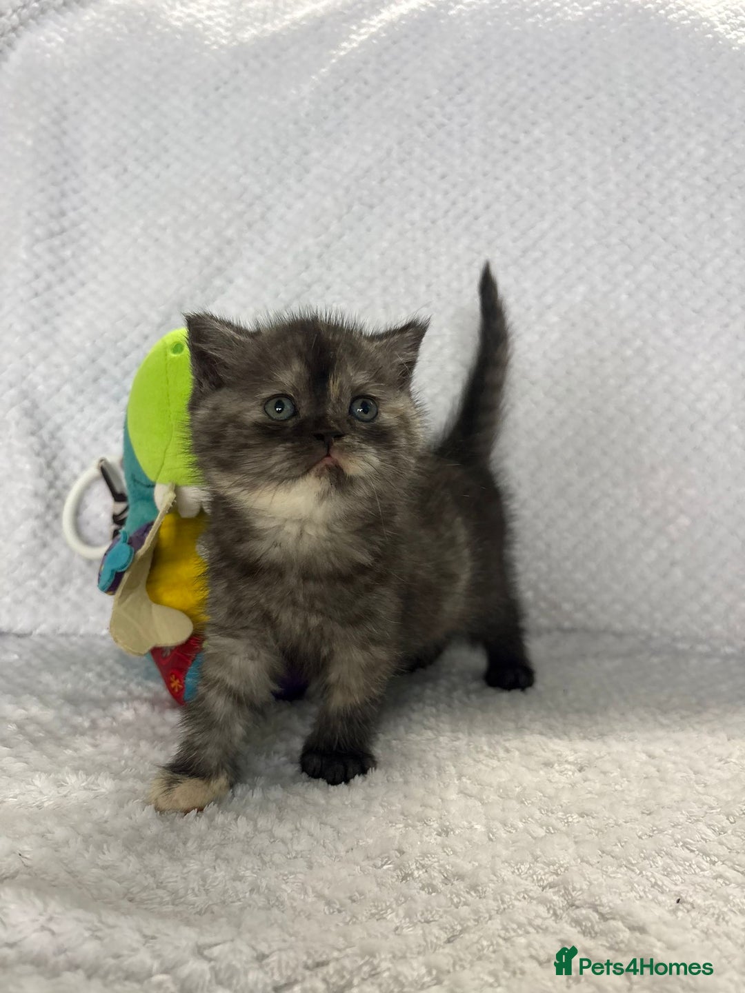 British Shorthair cats for sale: Gorgeous British shorthairs - Image 17