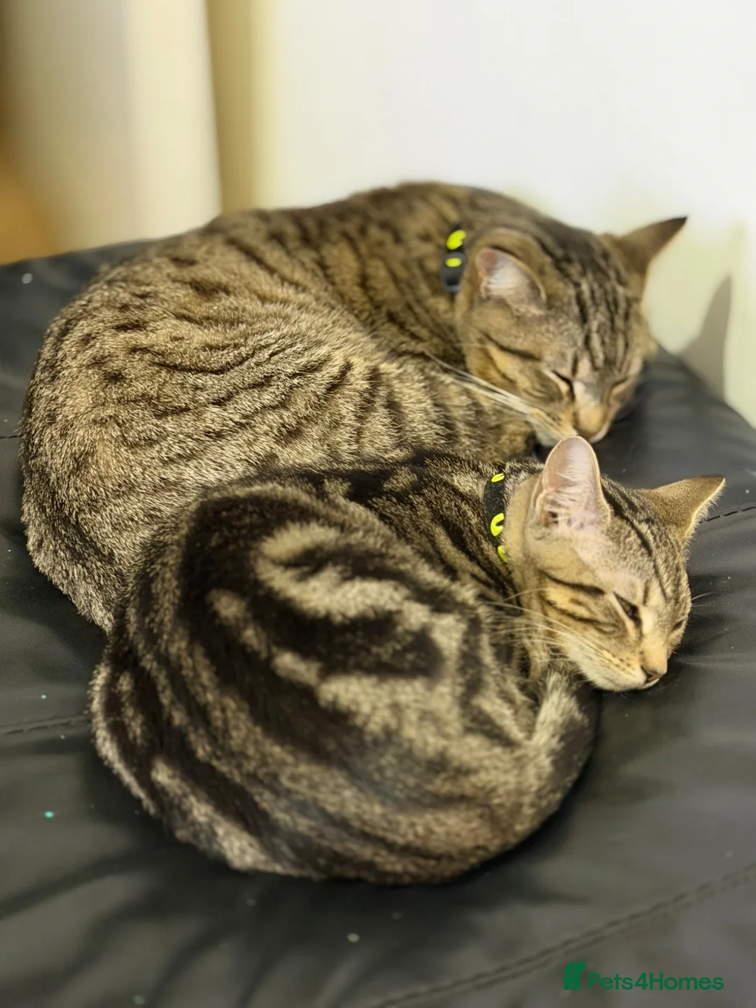 Domestic Shorthair cats for sale: Tabby male kittens  - Advert 17