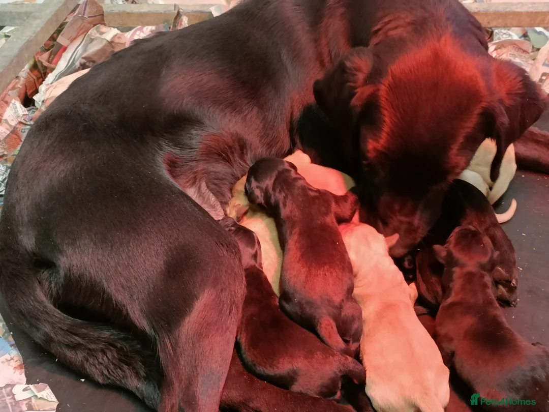 Labrador Retriever dogs for sale: 2 Labrador Girl Puppies - Advert 2
