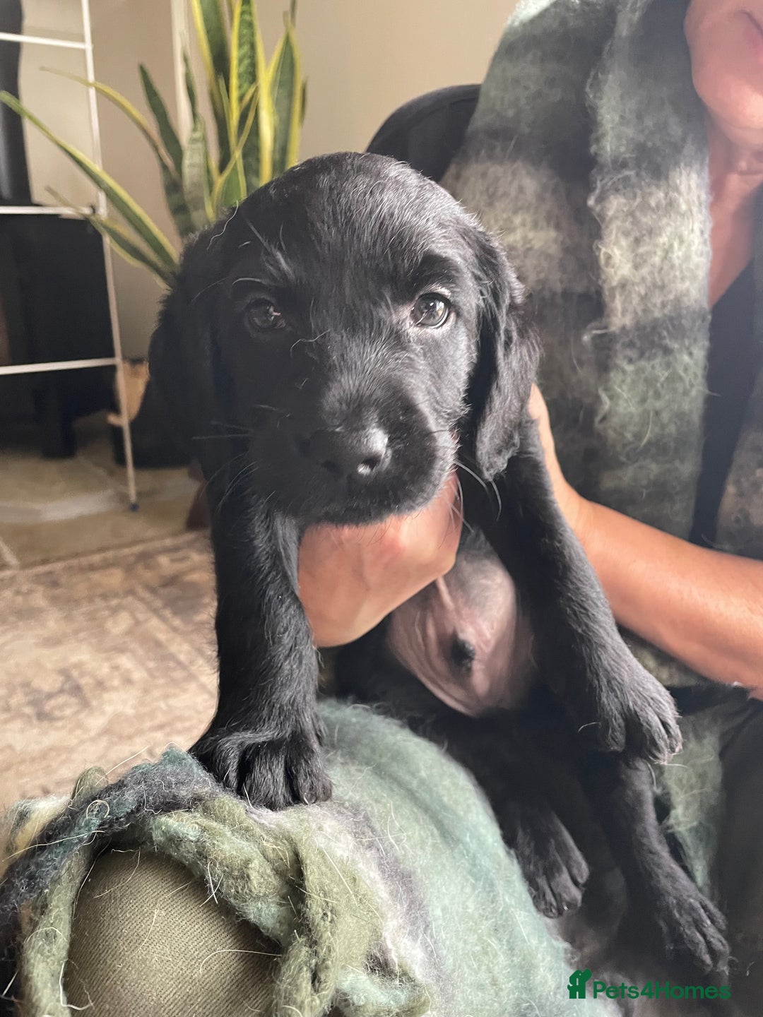 Labradoodle dogs for sale: Labradoodle F1B back to labrador - Image 6