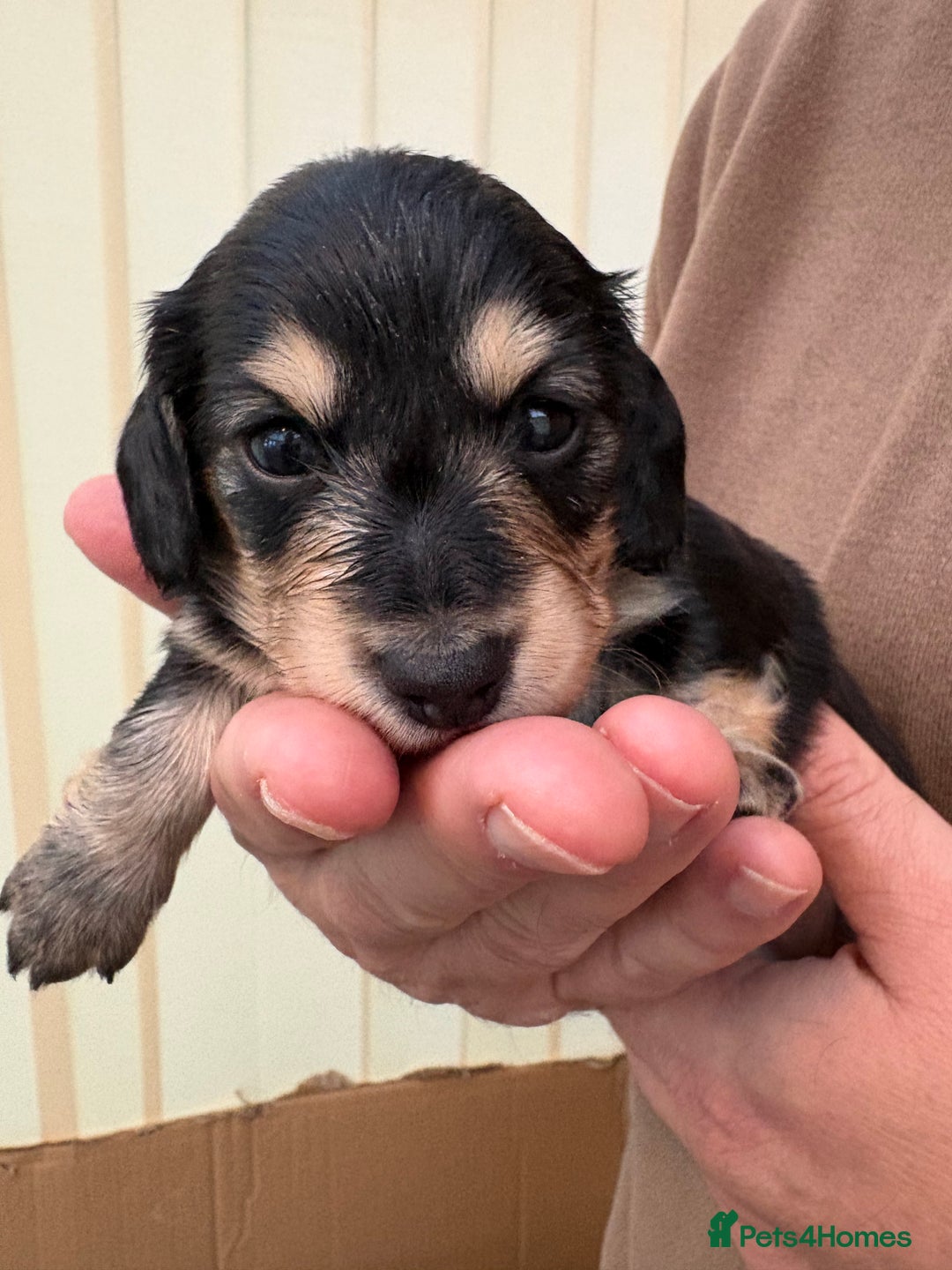 Miniature Dachshund dogs for sale: Stunning litter of Mini Long Haired Dachshunds - Advert 15