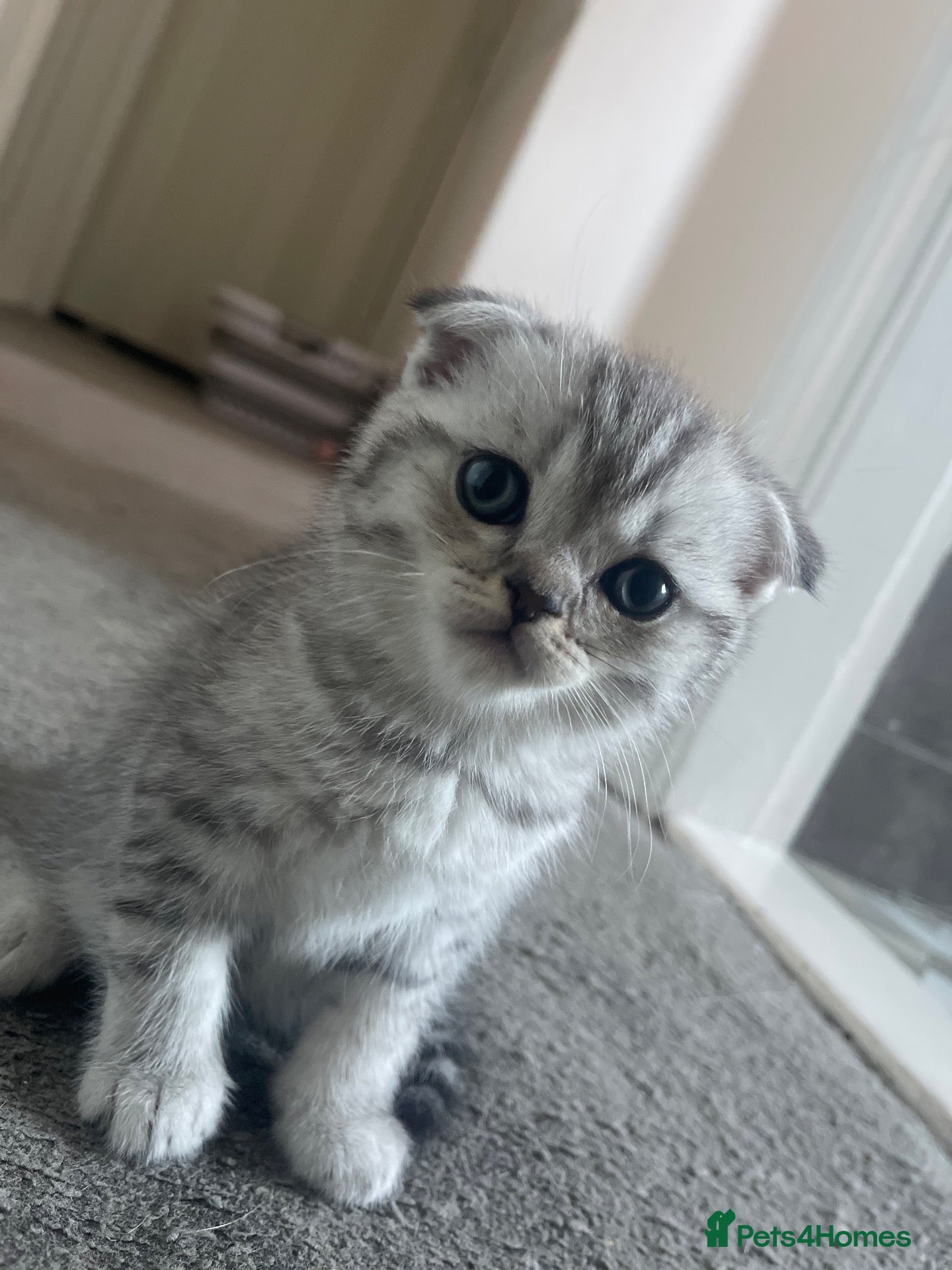 Scottish Fold cats 2 kittens left available  - Advert 16