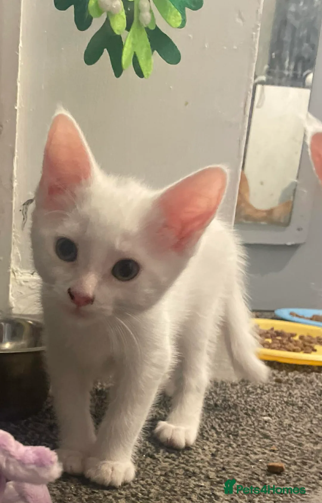 Maine Coon cats for sale: 1/2 mainecoon kittens  - Advert 7