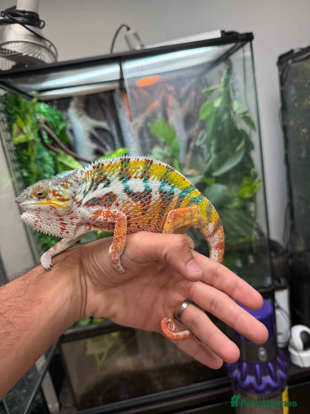Chameleon reptiles for sale: Panther Chamaleon  - Advert 1