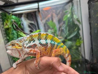 Chameleon reptiles for sale: Panther Chamaleon - Advert 1