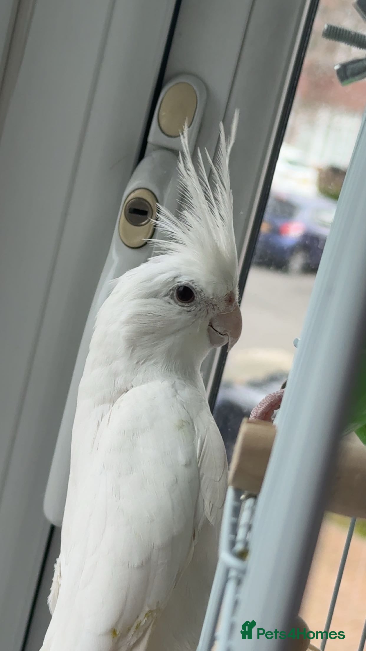 Cockatiels birds Albino Cockatiel For Sale - Advert 1