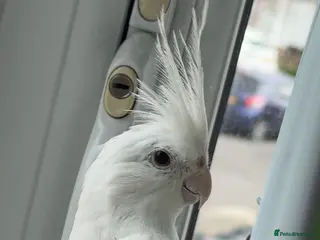 Cockatiels birds Albino Cockatiel For Sale - Advert 1