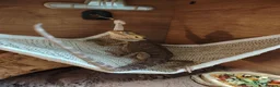 Bearded Dragon reptiles for sale: Bearded dragon  - Advert 8