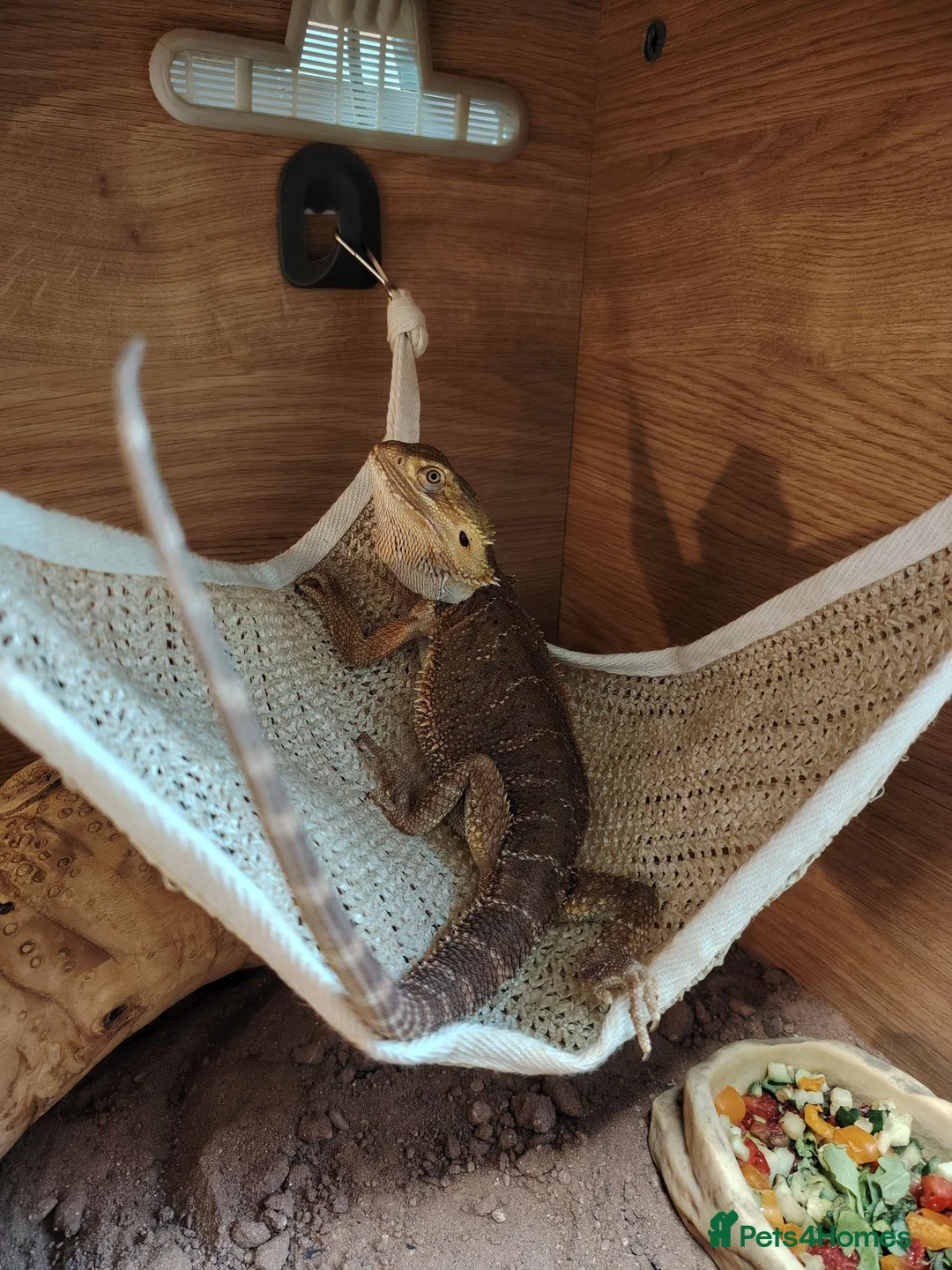 Bearded Dragon reptiles for sale: Bearded dragon  - Advert 8