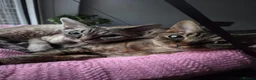 Devon Rex cats for sale: 💛 Devon Rex Kittens–2027 Litter Reservations 💛 - Advert 13