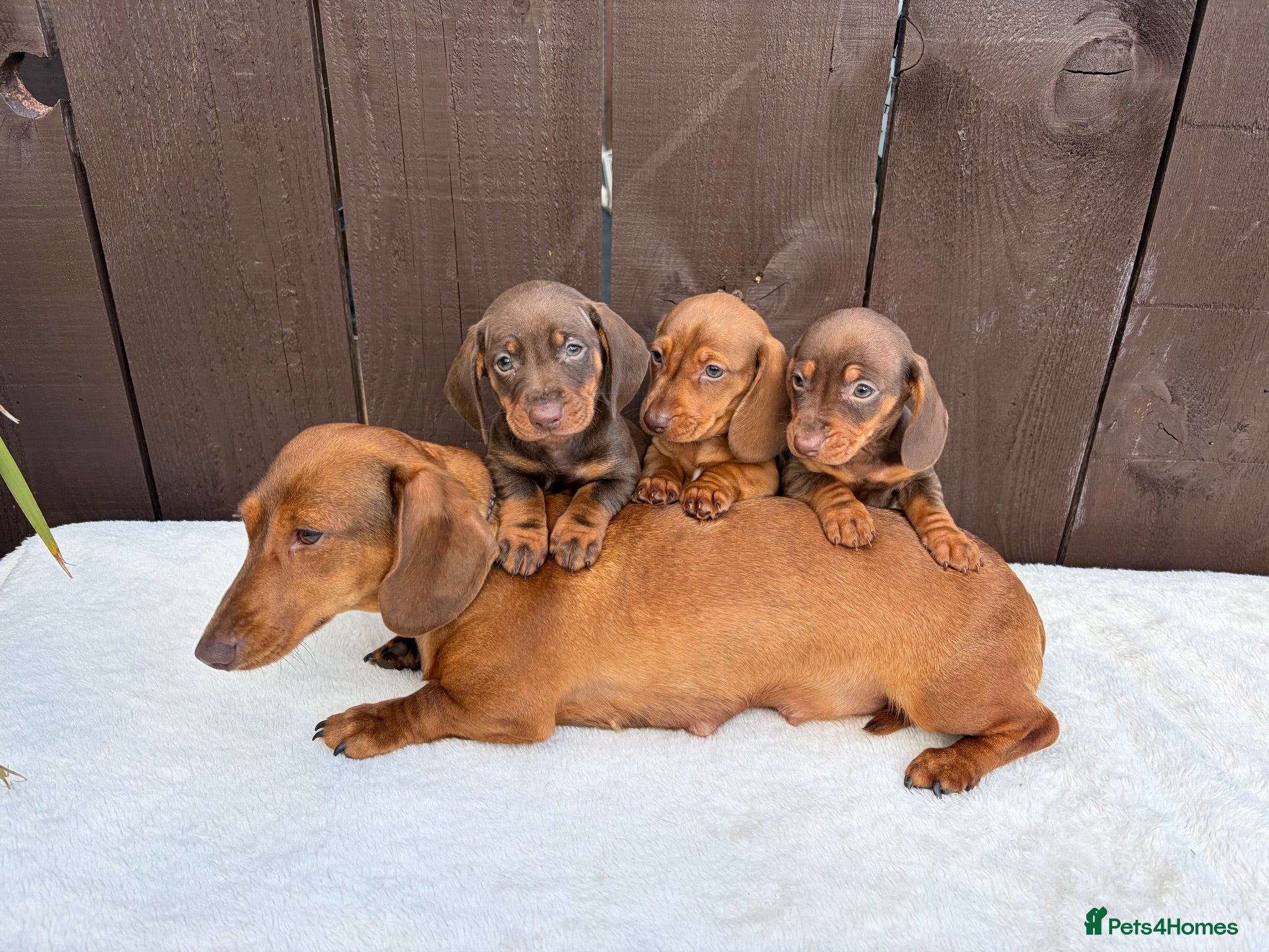 Miniature Dachshund dogs Dachshund 4 Boys available  - Advert 2