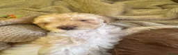 Mixed Breed dogs for sale: Beautiful F2 Cockapoos, playful,healthy,naughty  - Advert 4