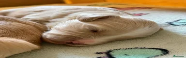 Cockapoo 1