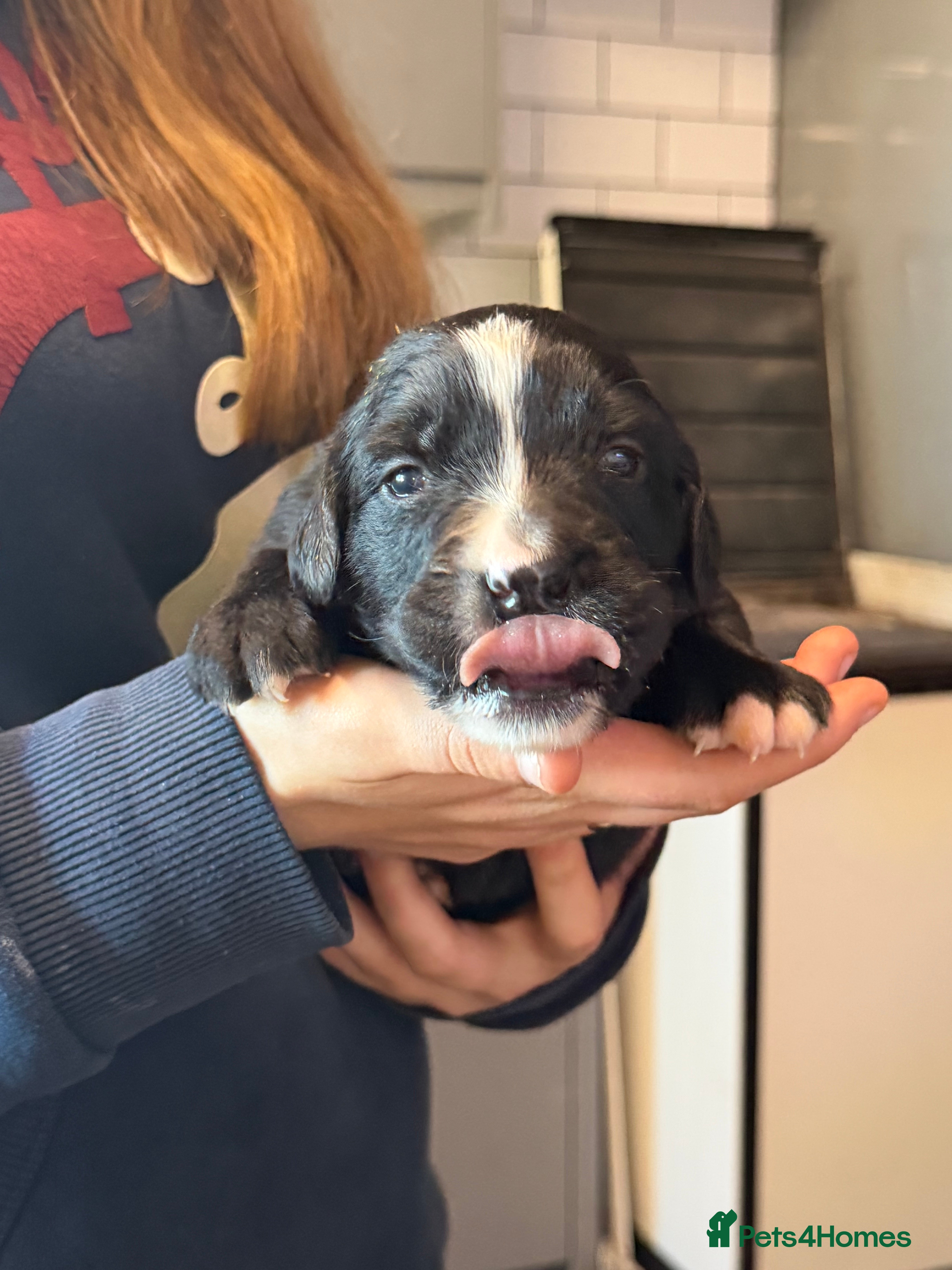 Bernese Mountain Dog dogs for sale: Bernese mountain dog x labernese puppies - Advert 2