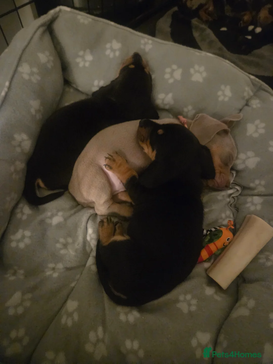 Dachshund dogs for sale: Dashaund puppies - Advert 12