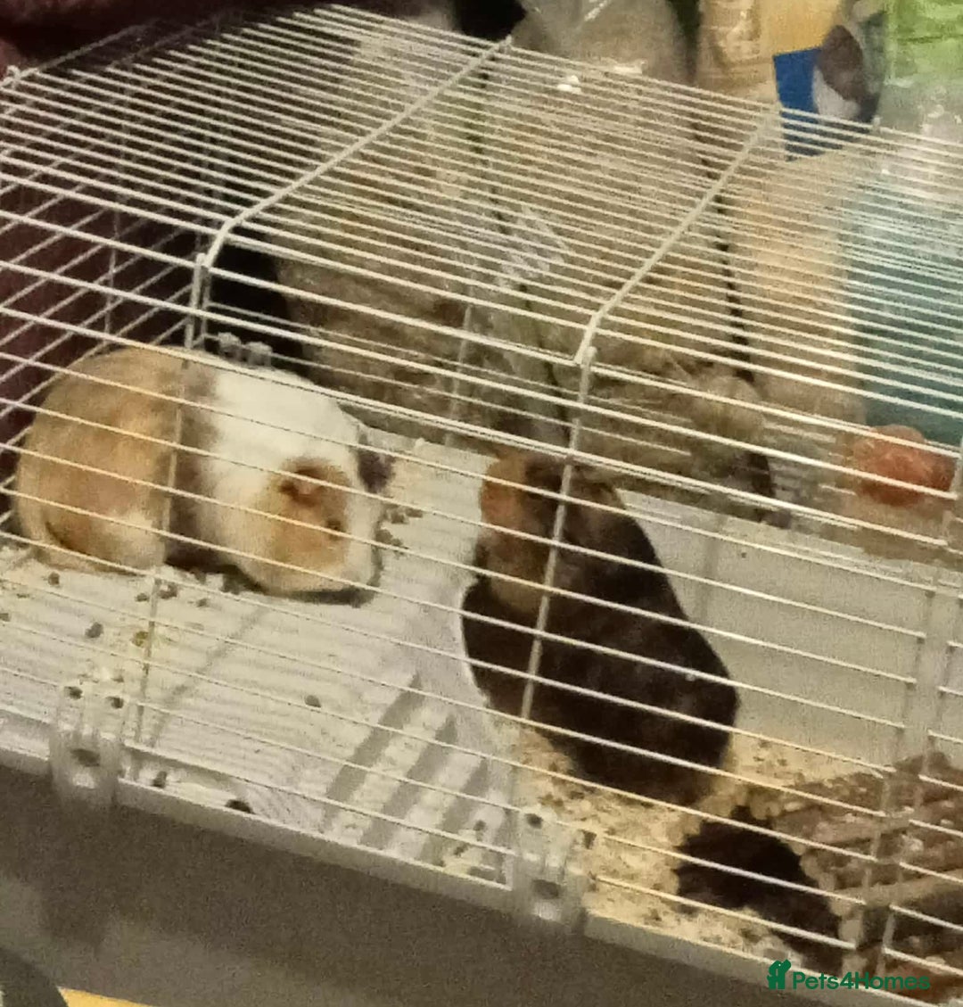 Guinea Pig rodents for sale: Milkshake and Mars looking for a loving home - Image 7