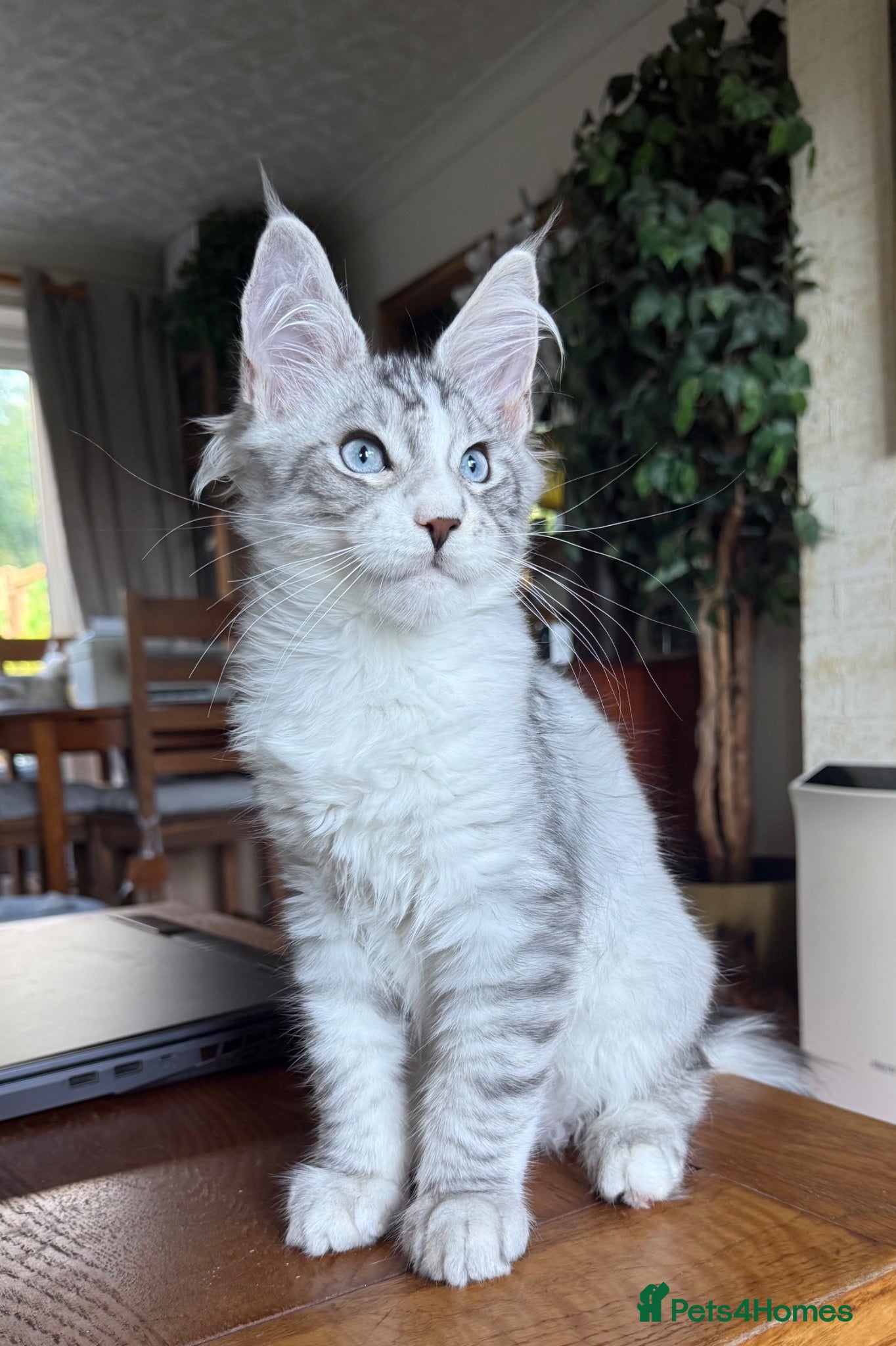 Maine Coon cats Mackerel tabby boys  - Advert 2